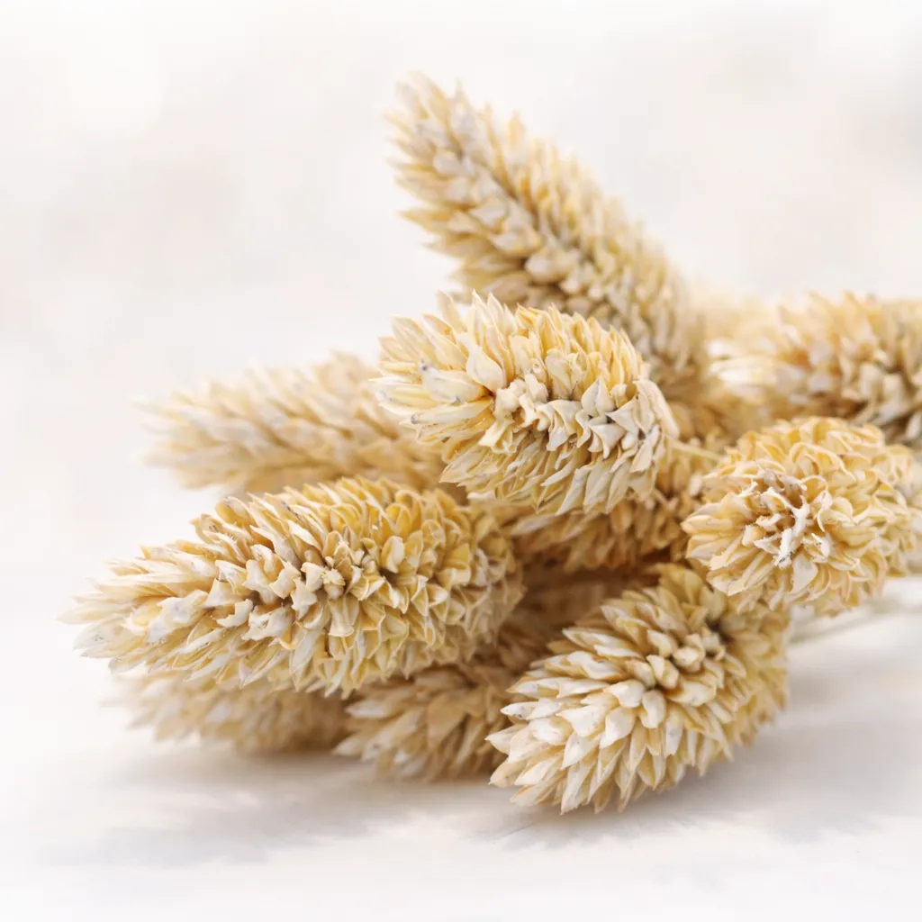 Dried Phalaris Frosted White – Set van 12 bundeltjes