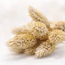 Dried Phalaris Frosted White – Set van 12 bundeltjes