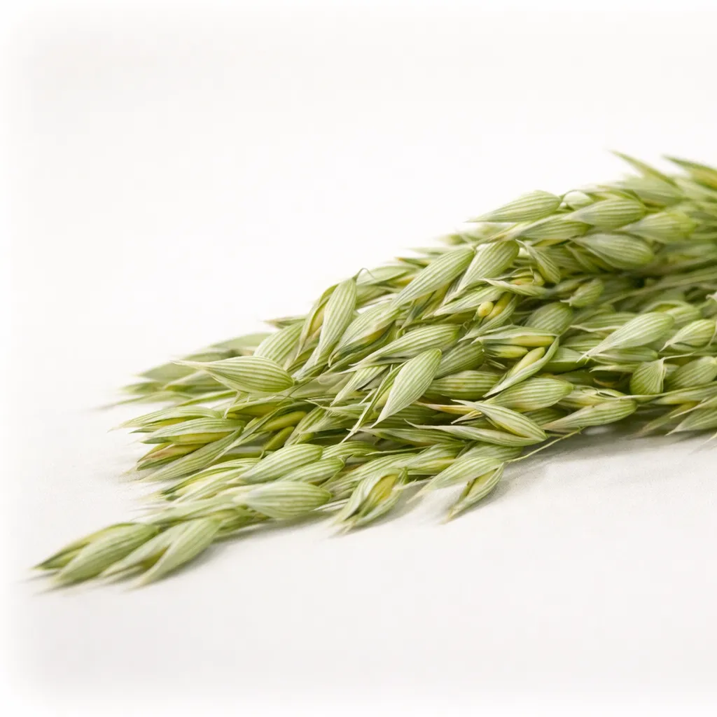 Haver naturel groen – Set van 12 bundeltjes