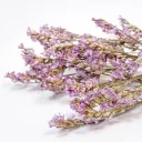 Limonium Diamond Lila – Set van 12 bundeltjes
