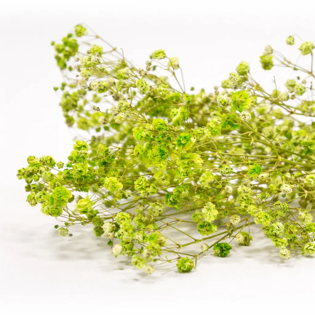 Dried Gyps Groen Extra – Set van 12 bundeltjes