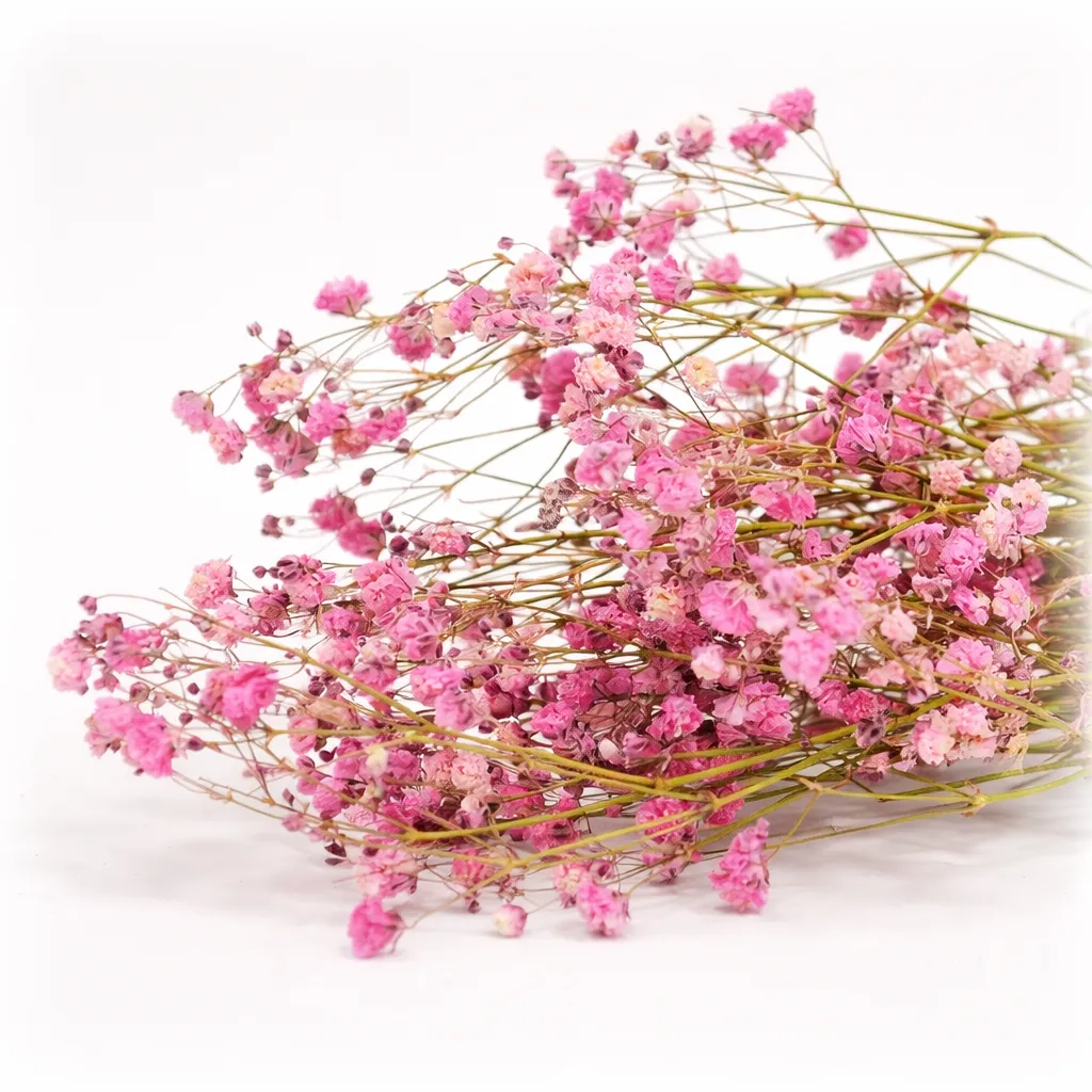 Gypsophila Roze – bundeltje van 12